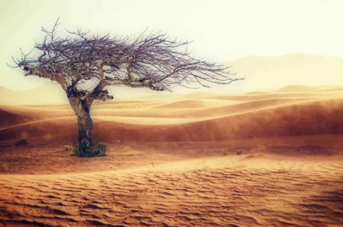 砂漠 desert