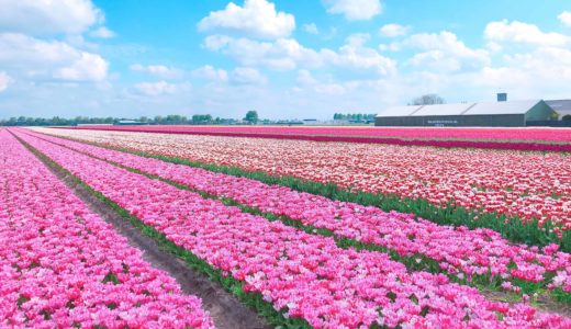 春のオランダでチューリップ畑を最大限に楽しむ方法まとめ