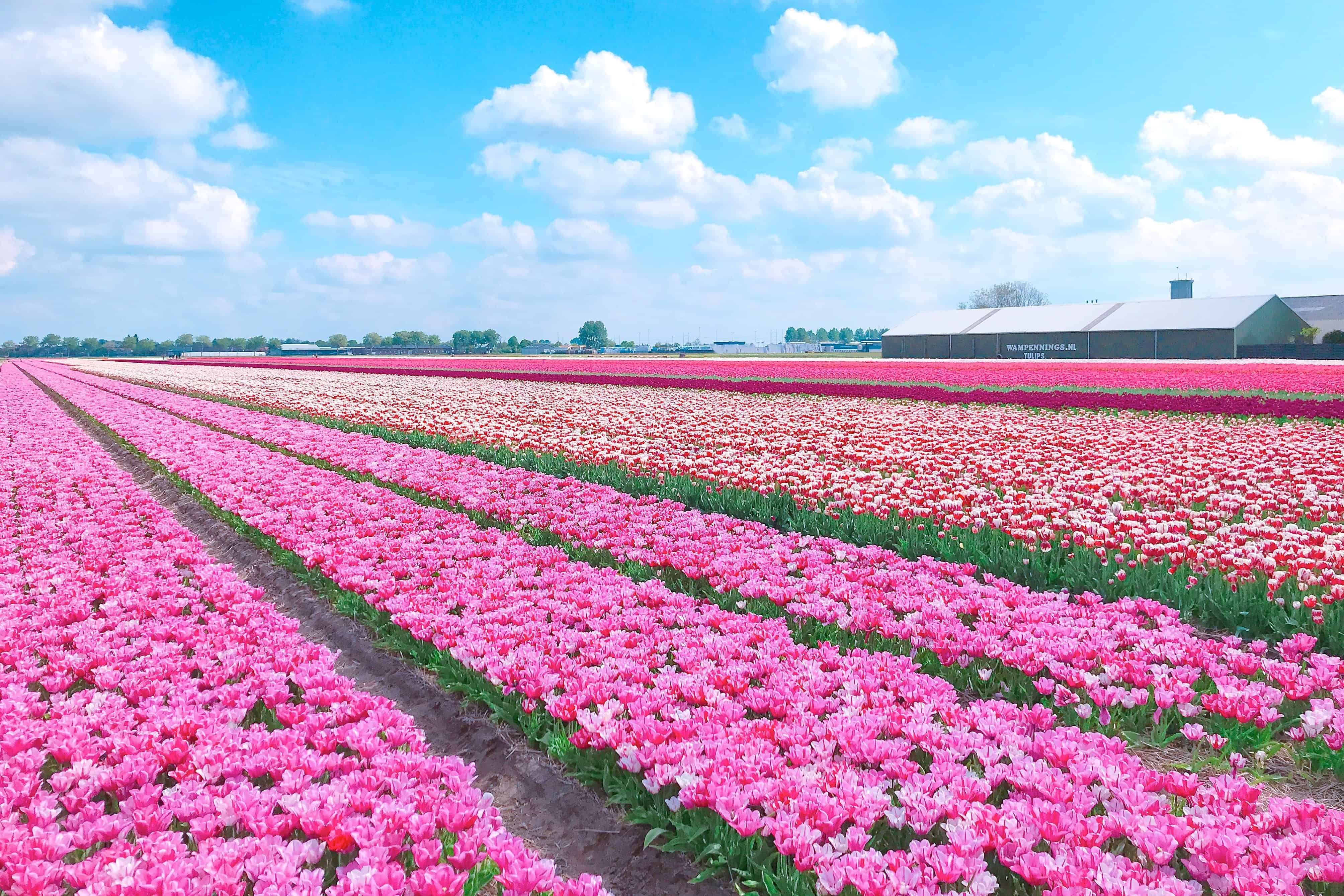 春のオランダでチューリップ畑を最大限に楽しむ方法まとめ 旅パレット
